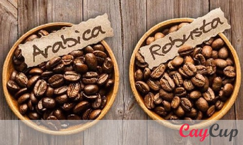 تفاوت و شباهت بین انواع قهوه عربیکا و روبستا