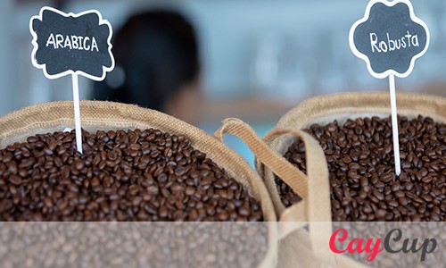 چگونه انواع قهوه عربیکا و روبستا را هنگام خرید تشخیص دهیم؟