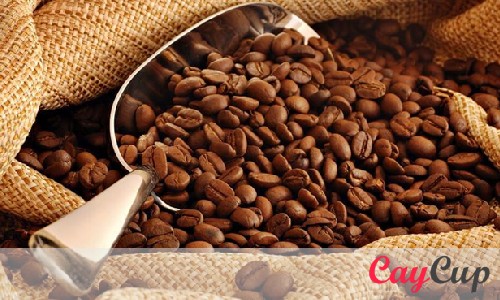 انواع دانه قهوه چیست؟
