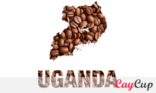 انواع قهوه اوگاندا