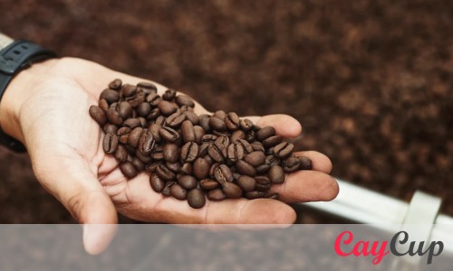 بهترین قهوه عربیکا چیست