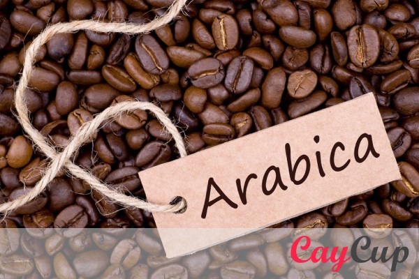 قهوه عربیکا چیست، خواص، طریقه مصرف و دم آوری آن