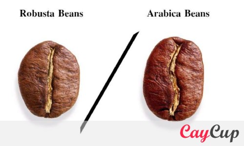 تفاوت قهوه روبوستا و عربیکا در چیست