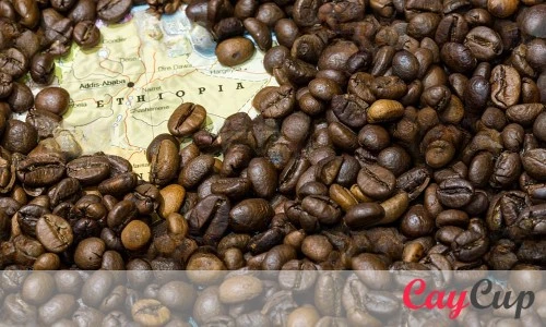 بهترین قهوه روبوستا برای کدام کشور است؟ اتیوپی