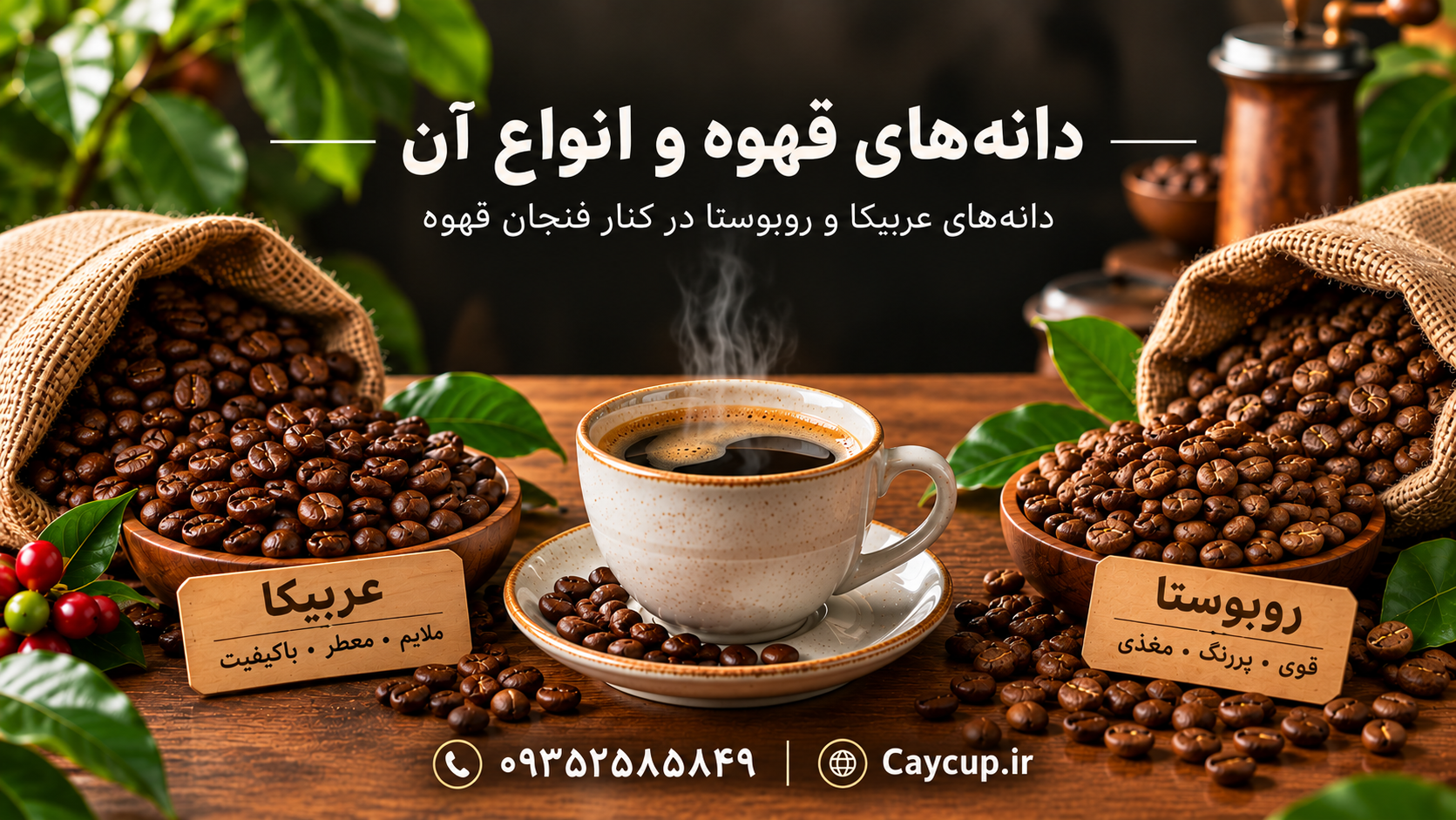 دانه‌های قهوه عربیکا و روبوستا